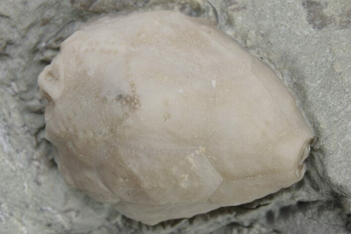 Silurian Cystoid (Caryocrinites) Fossil - Napoleon, Indiana #224942